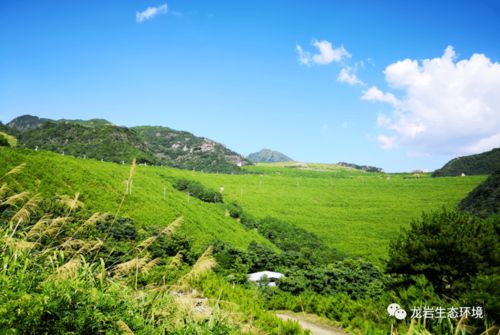 讓每寸土地都有專屬守護者——上杭縣“土長制”推動土壤精準修復紀實