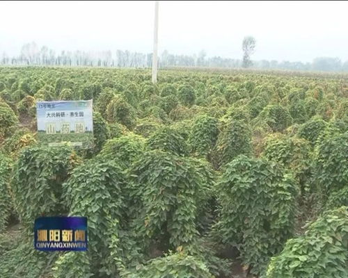 定制農業 土生土長的信任與銷售突圍——兼論土壤修復的基石作用