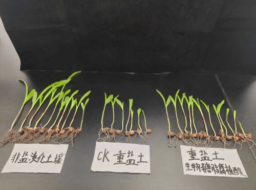 黑馬產品生物糖脂 助力金元糖加速跑贏市場，領航土壤修復新賽道