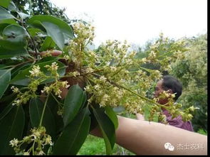 荔枝健康理療 從土壤修復到保果豐產的綠色科學法則